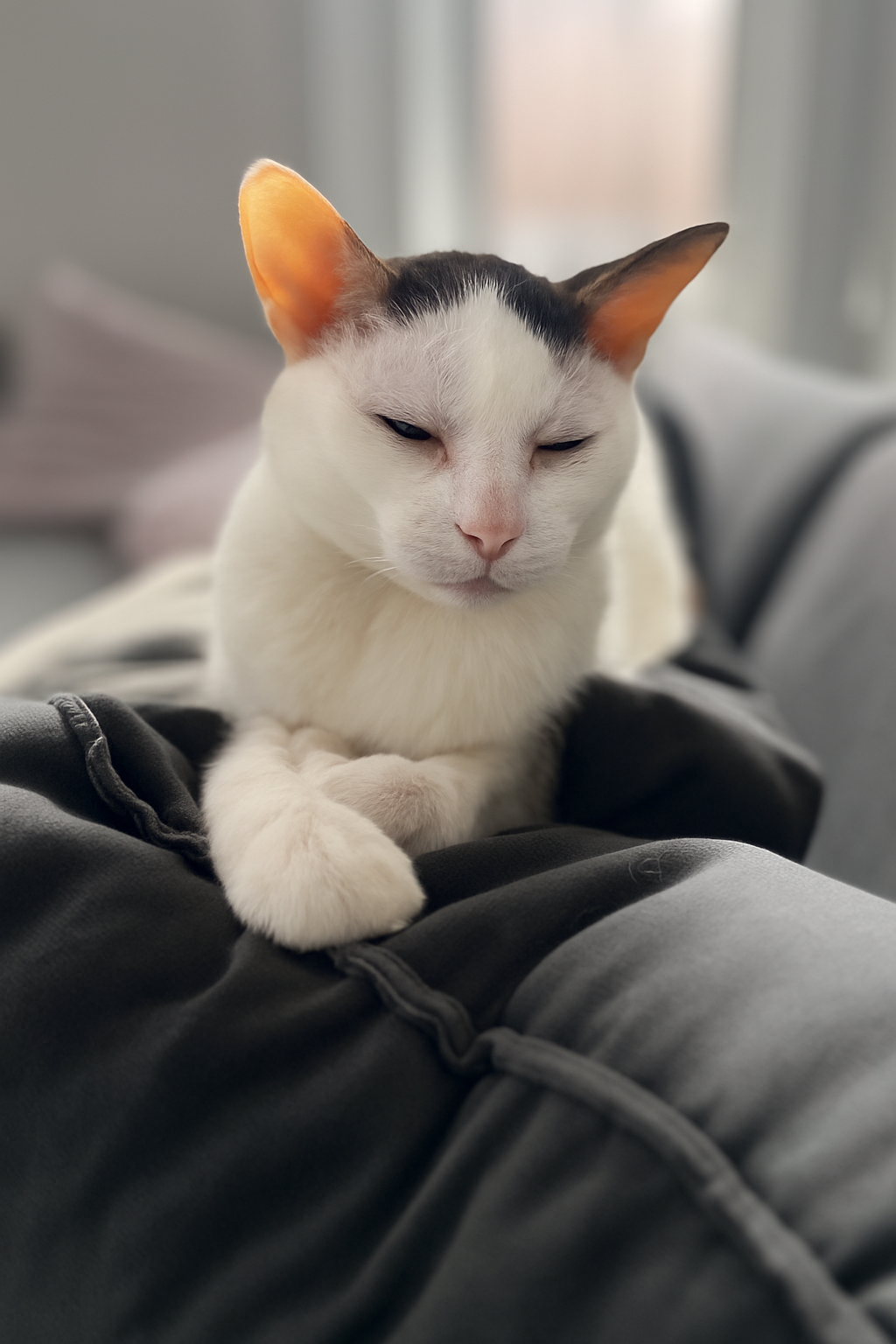 Grooming & Care Essentials