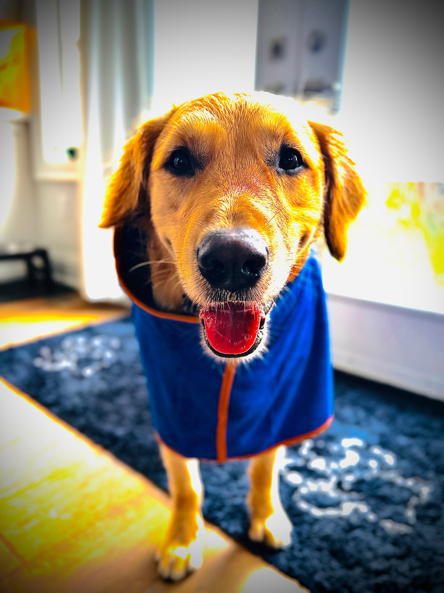 Pet Baths & Tools