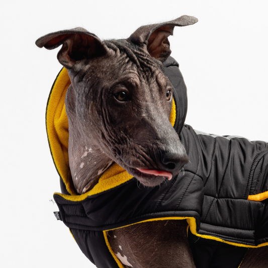 🖤 Jackson Dog Jacket – Black Water-Resistant Coat with Cold Alert™
