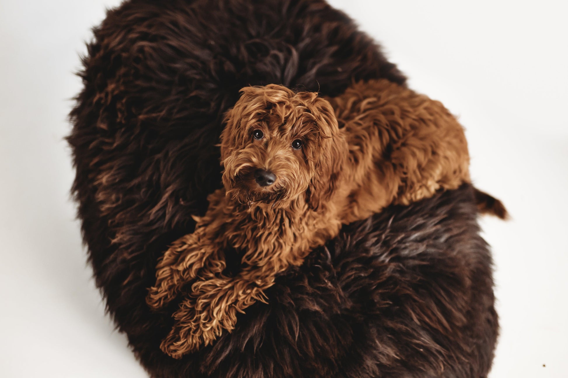 Oval Natural Sheepskin Pet Bed - Chocolate Brown-1