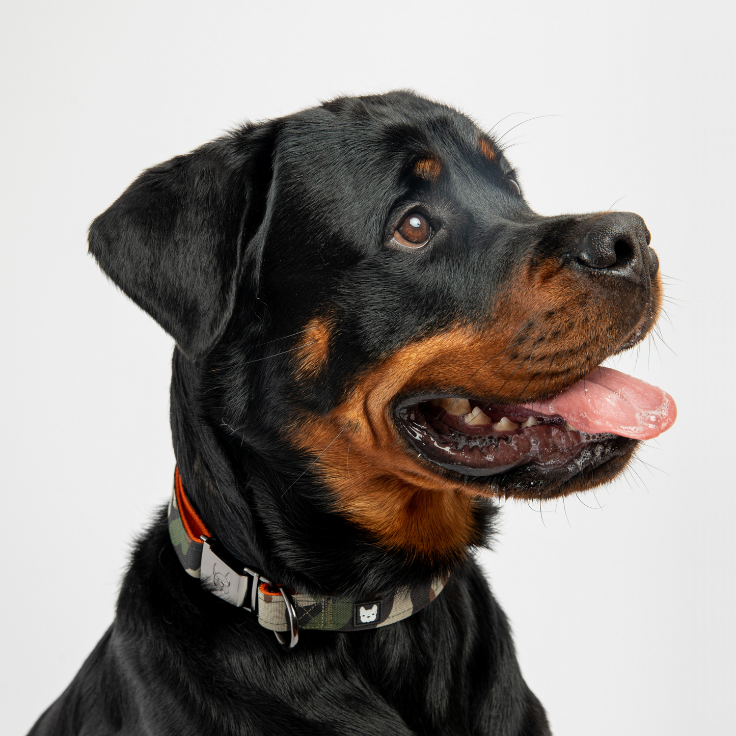 🦴 Camo Dog Collar